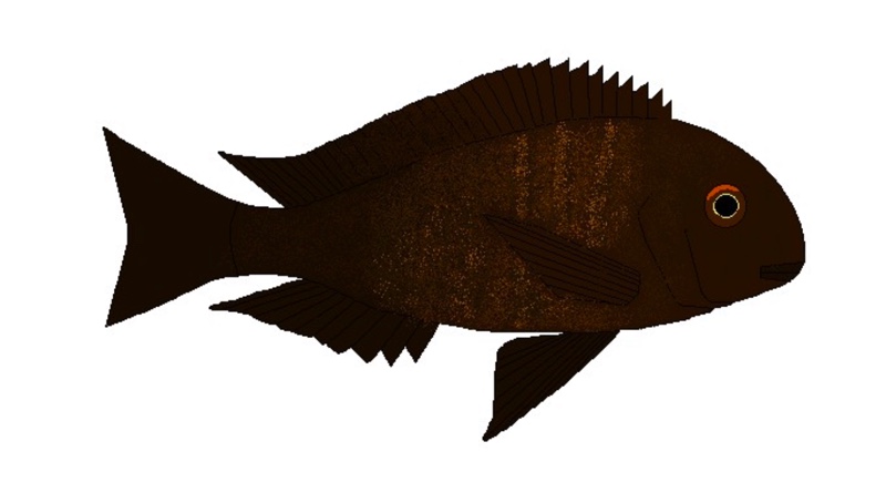 Tropheus sp. 'black' Uvira